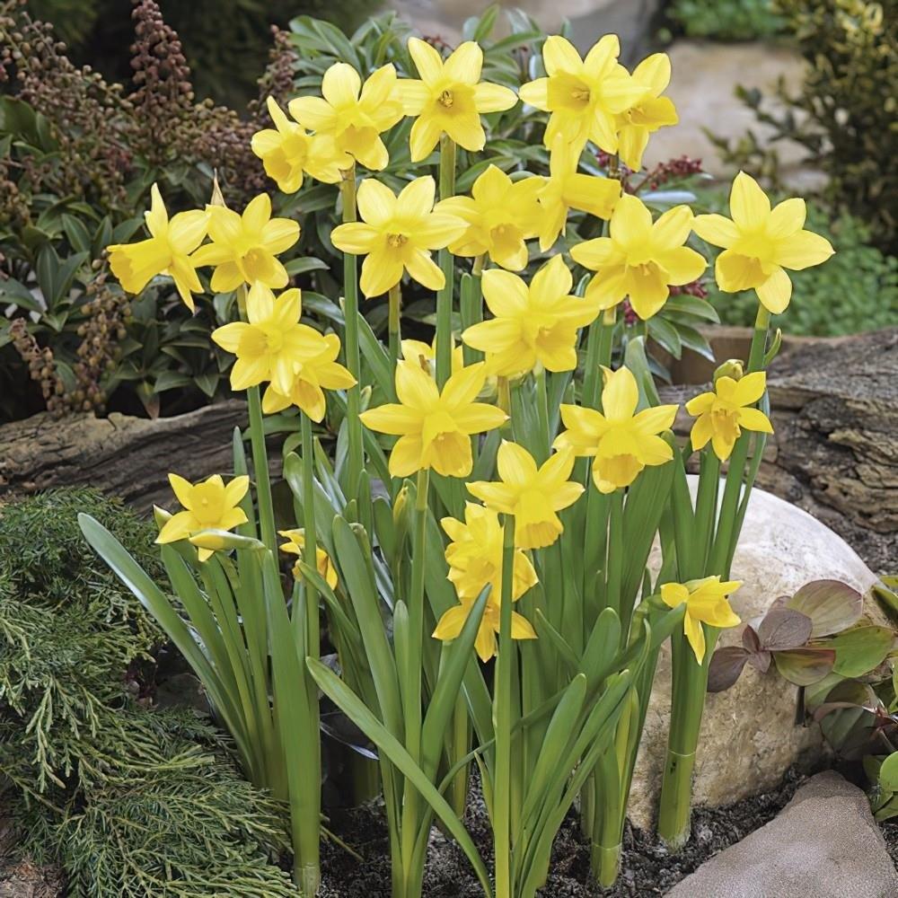 Daffodil Narcissi 'Tete A Tete' X50