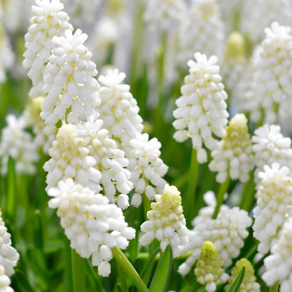 Muscari White Magic