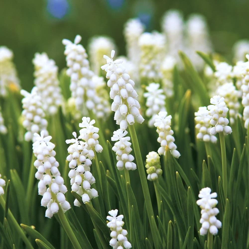 Muscari White Magic