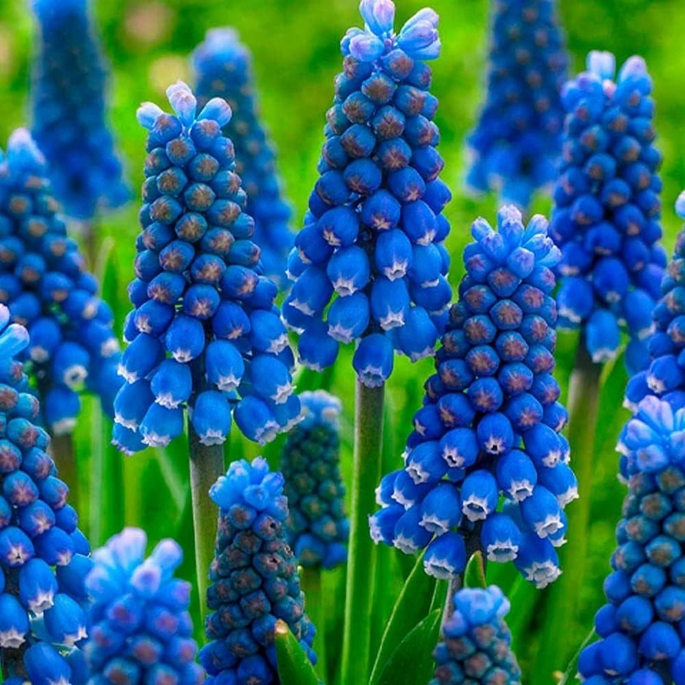 Muscari Armeniacum 'Blue Grape'