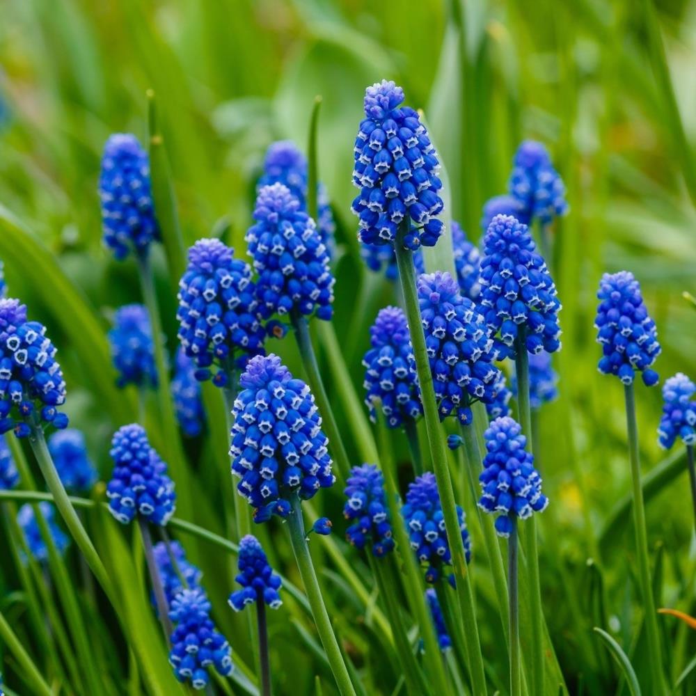 Muscari Armeniacum 'Blue Grape'