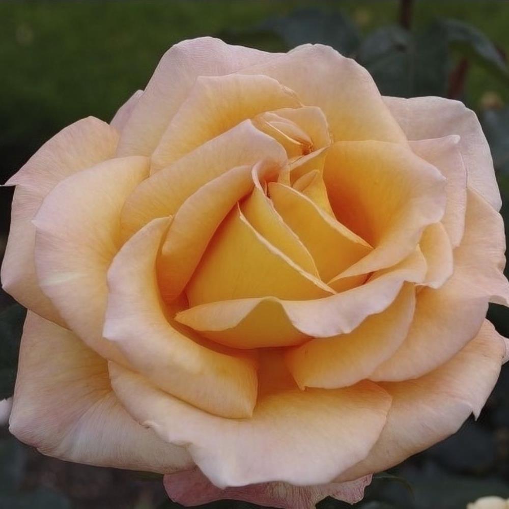 Rose 'Whiskey Mac'