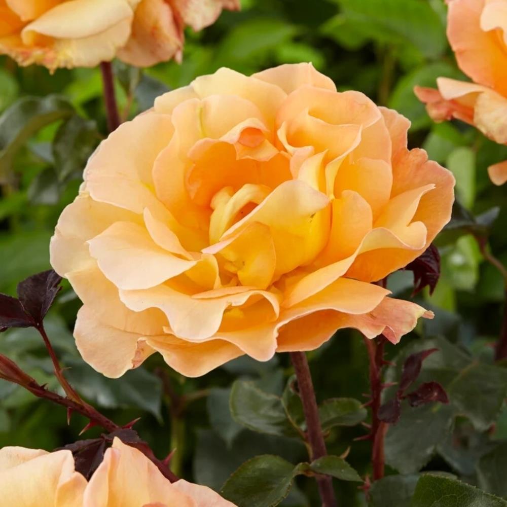 Rose 'Whiskey Mac'