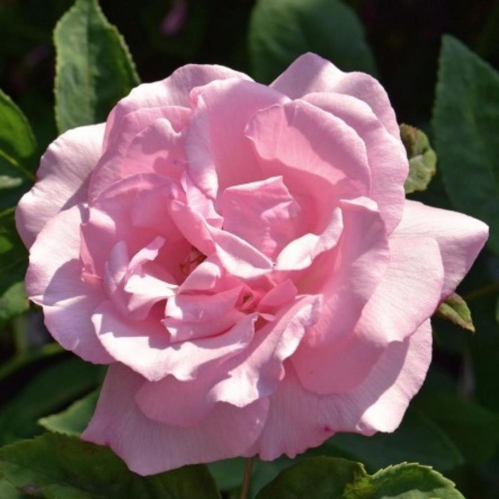 Rose 'Kathleen Harrop'