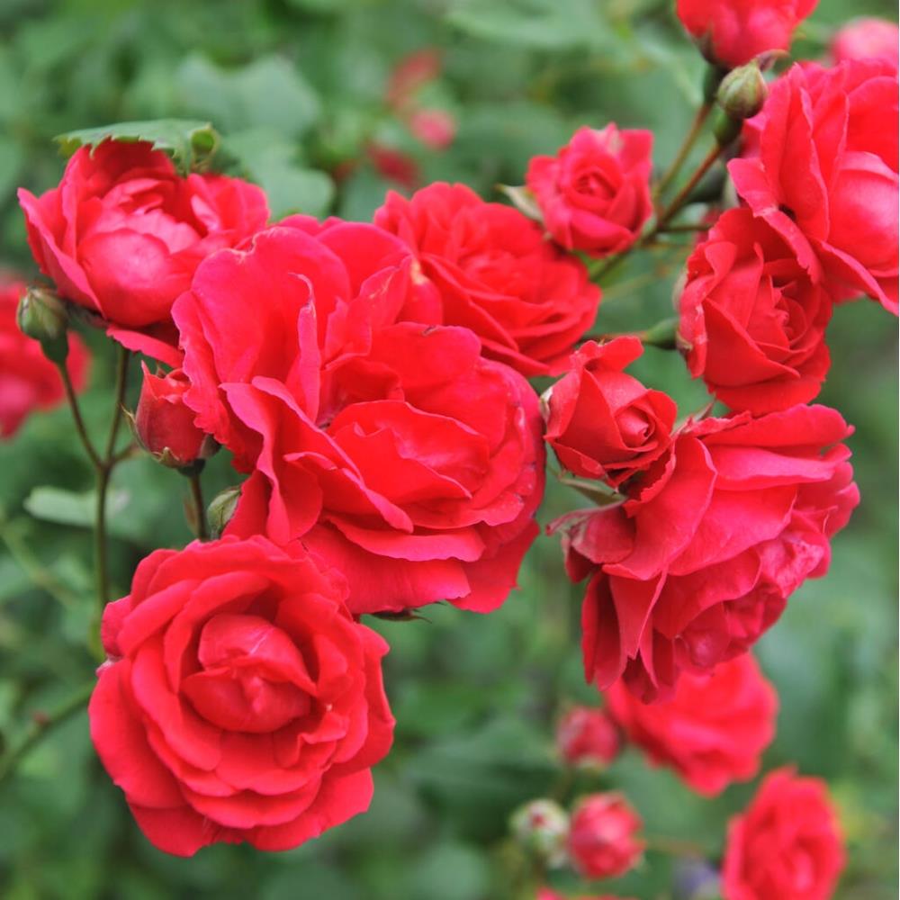 Rose 'Pauls Scarlet'