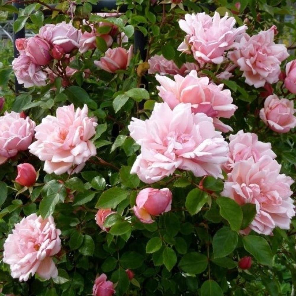 Rose 'Albertine'