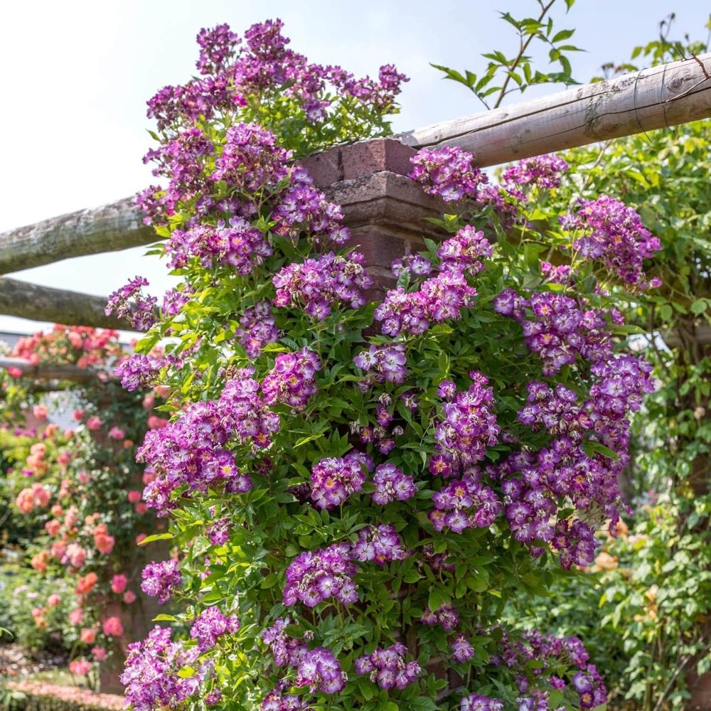 Rose 'Vielchenblau'