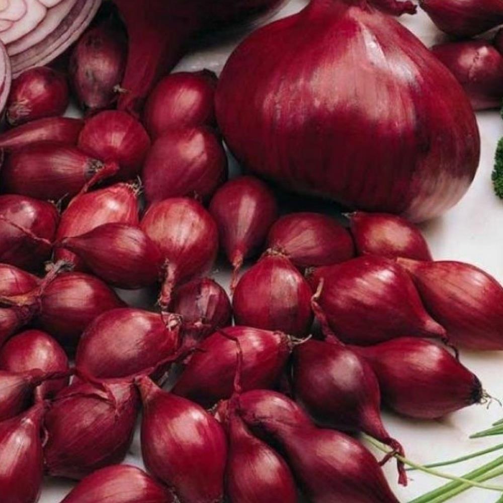 Onion Sets 'Red Piroska'