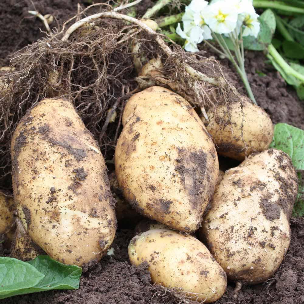 Seed Potato 'Duke of York'