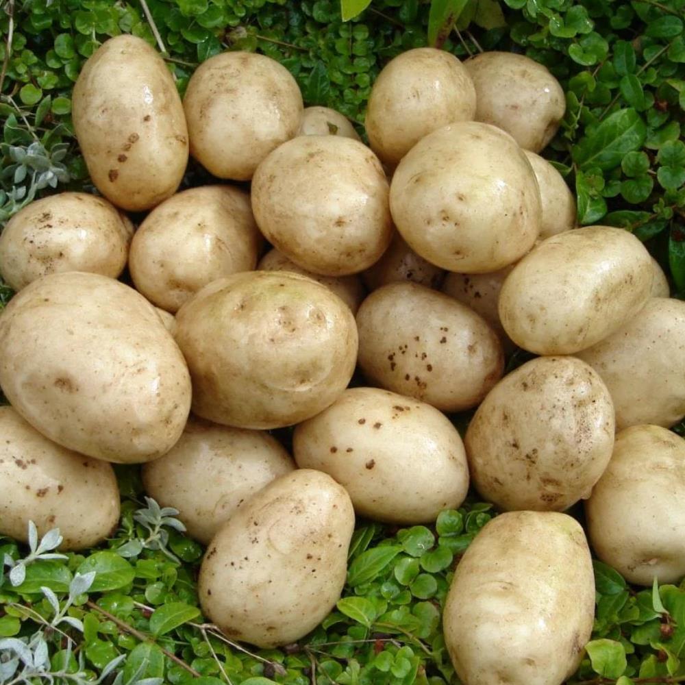 Seed Potato 'Pentland Javelin'