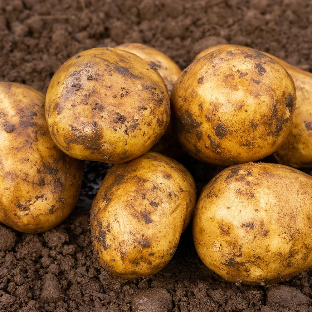 Seed Potato 'Ulster Prince'