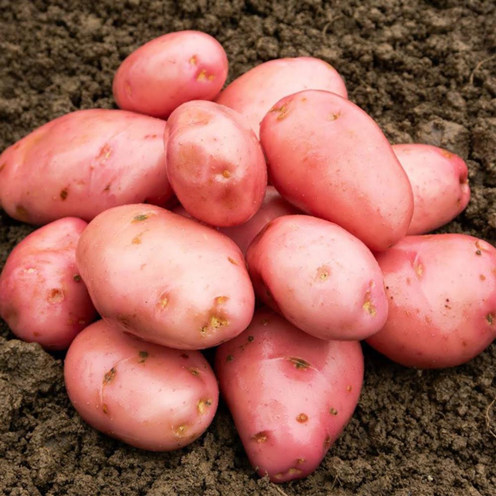 Seed Potato 'Desiree'