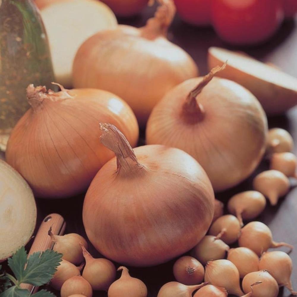 Onion Sets Red and White Mix 'Red Piroska' and 'Centurion'