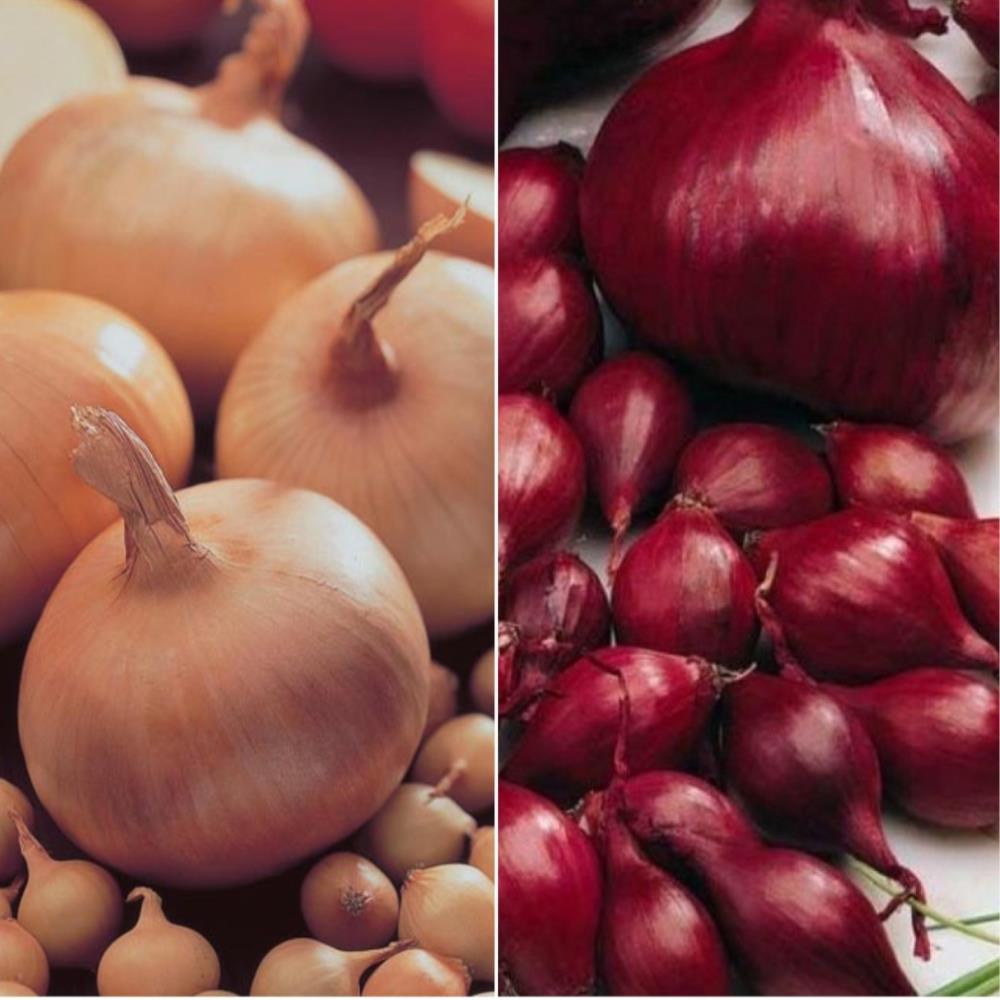 Onion Sets Red and White Mix 'Red Piroska' and 'Centurion'