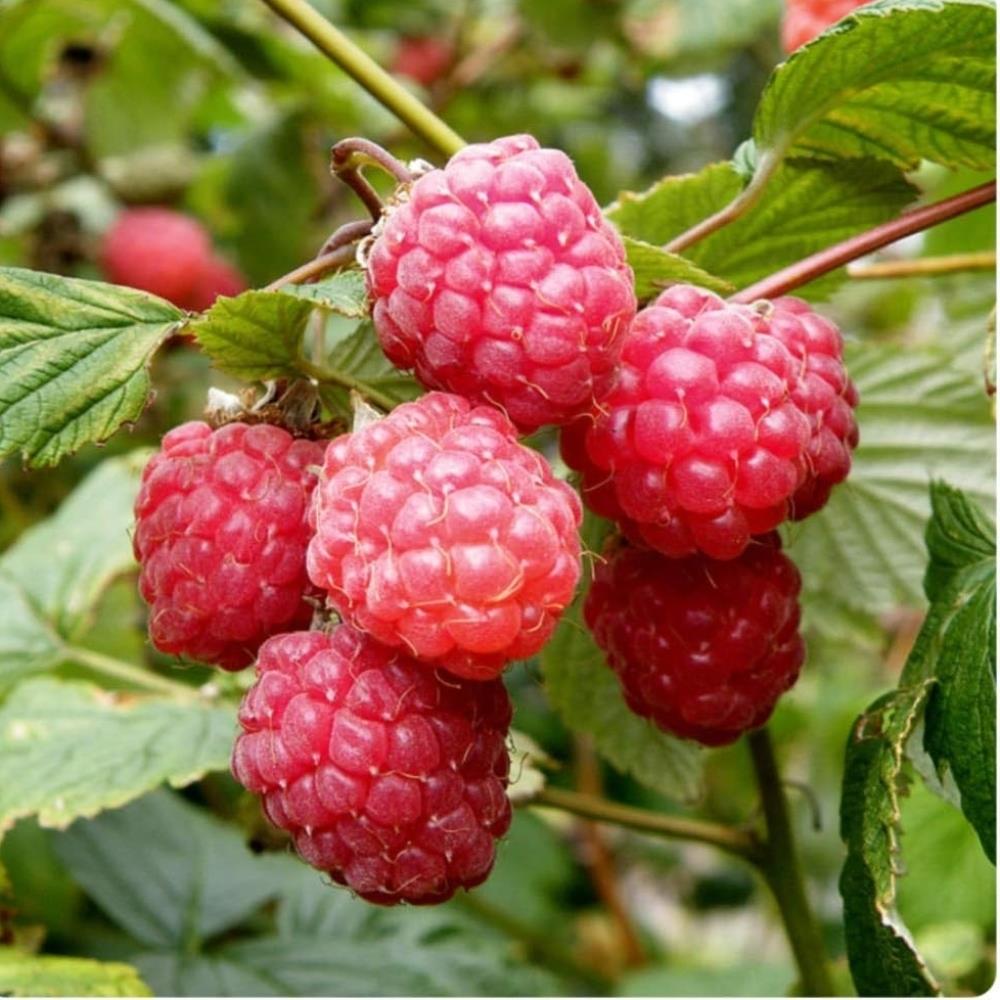 Raspberry Canes 'Malling Promise' X5