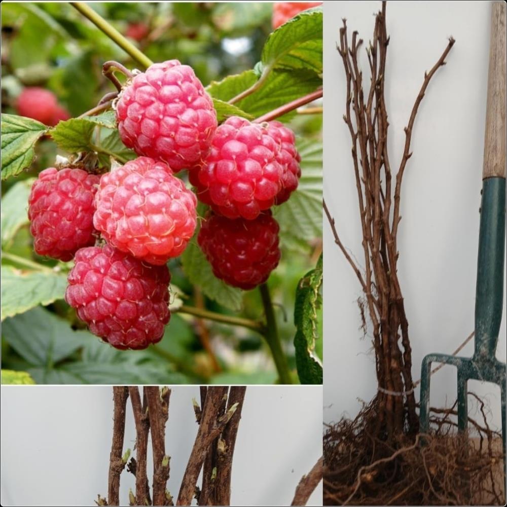 Raspberry Canes 'Autumn Bliss' X5