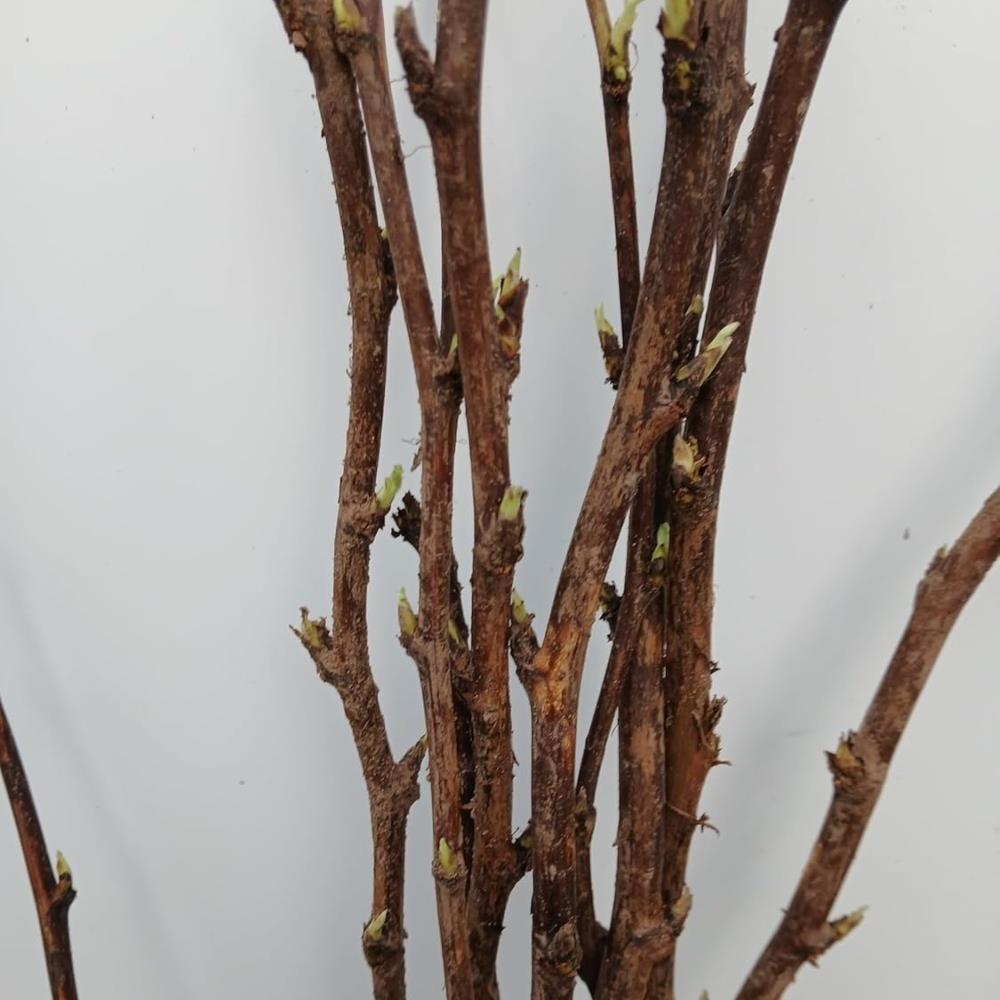 Raspberry Cane Clips Raspberry Canes 'Malling Admiral' X5 – Growtanical