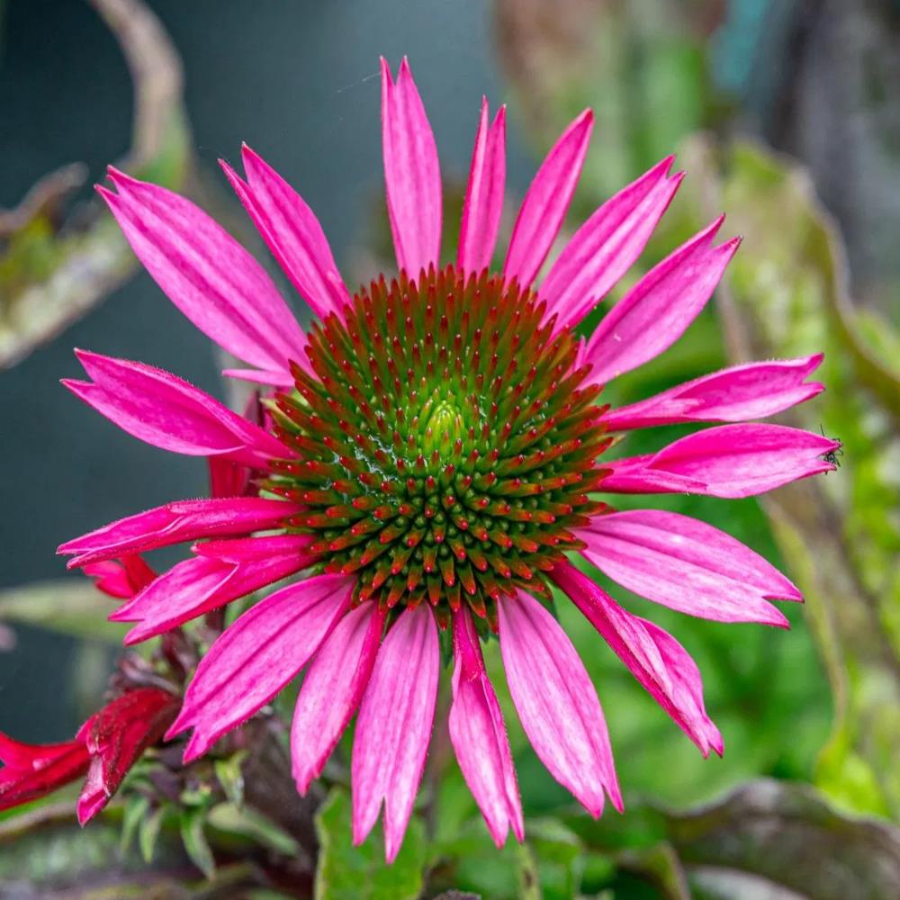 Echinacea Purpurea Papallo 'Classic Rose' X3