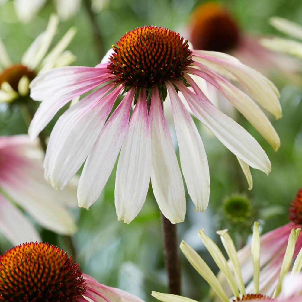 Echinacea Purpurea Unica 'Cherry on ice' X3