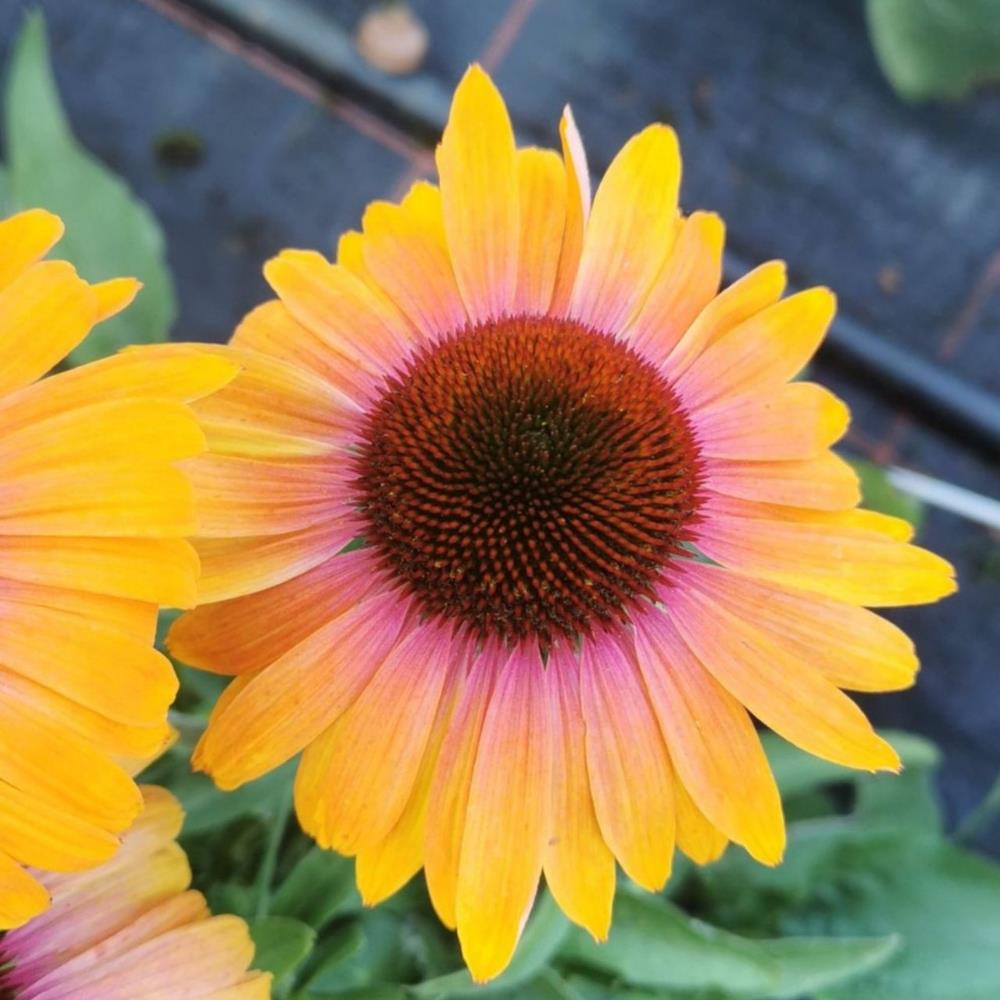 Echinacea Purpurea Unica 'Orange Purple Center' X3