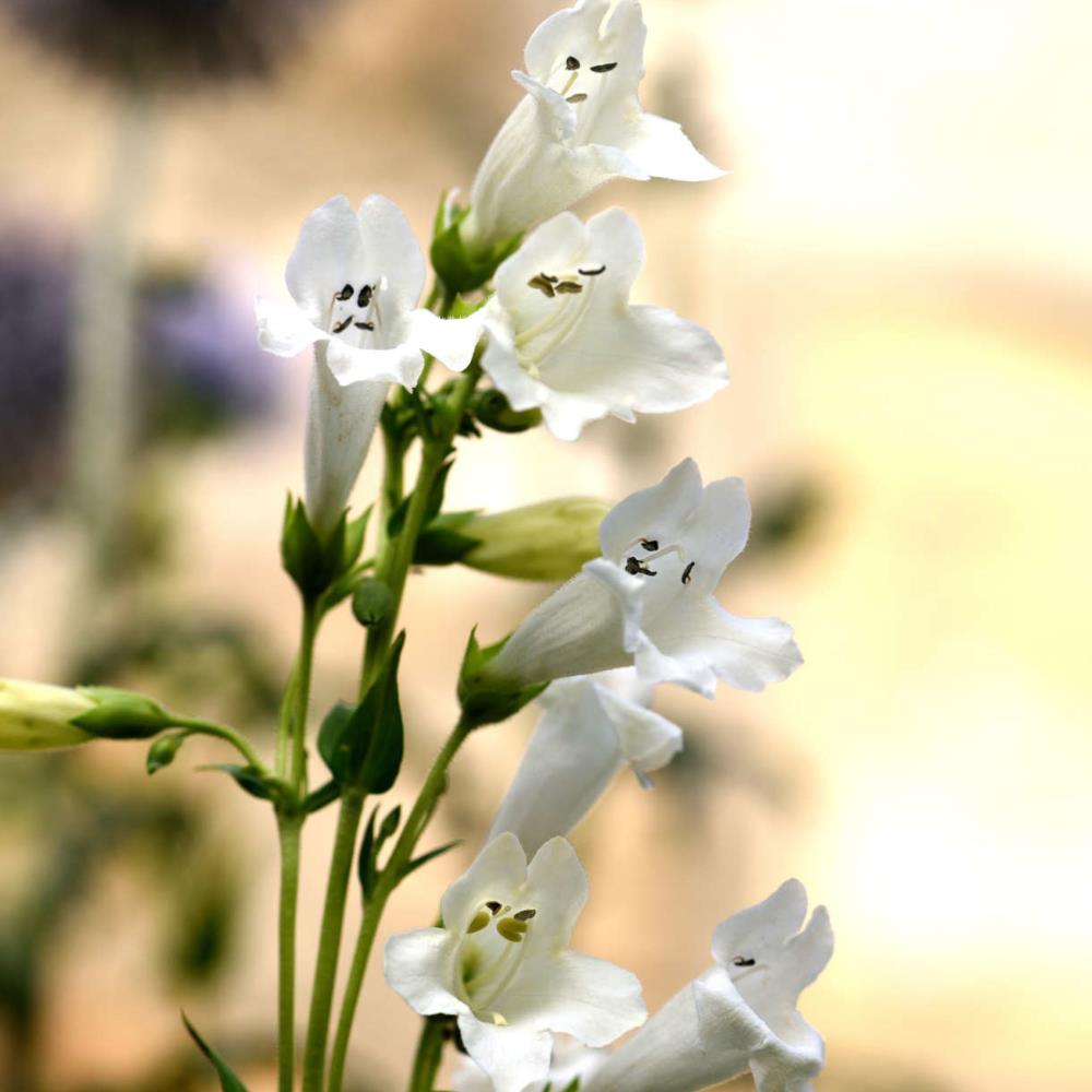 Penstemon 'Wedding Day'  X3