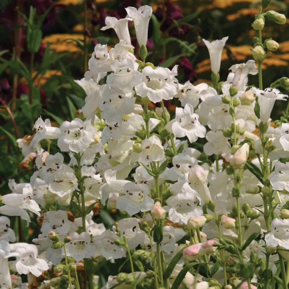 Penstemon 'Wedding Day'  X3