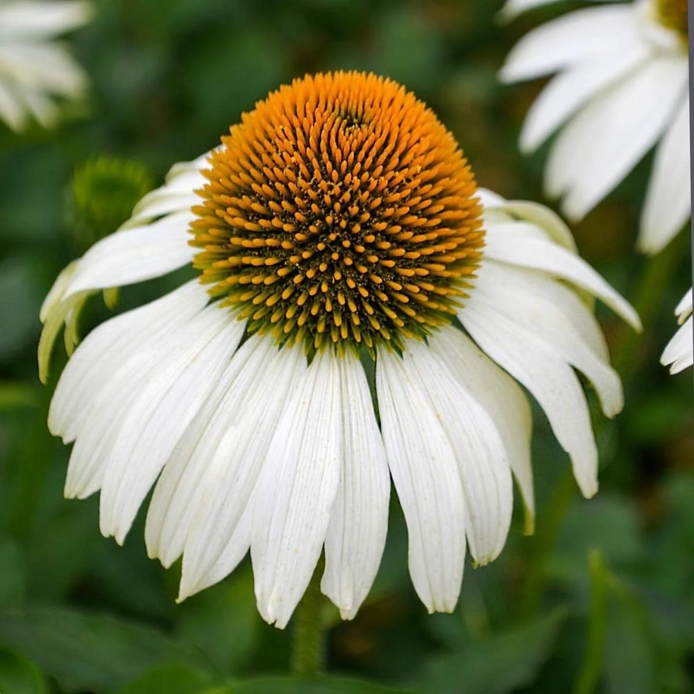 Echinacea 'Pink and White Mix' X6