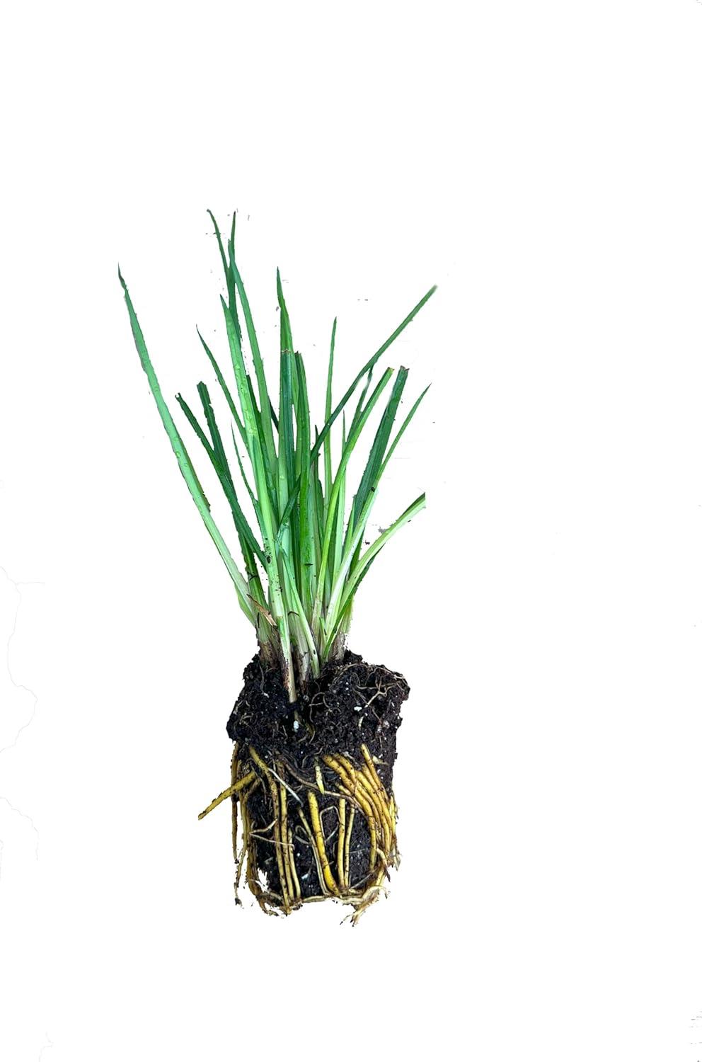 Kniphofia Uvaria Poco 'Red' X3
