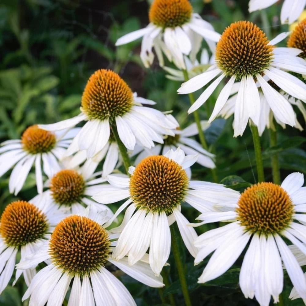 Echinacea Purpurea 'Feeling White' X3