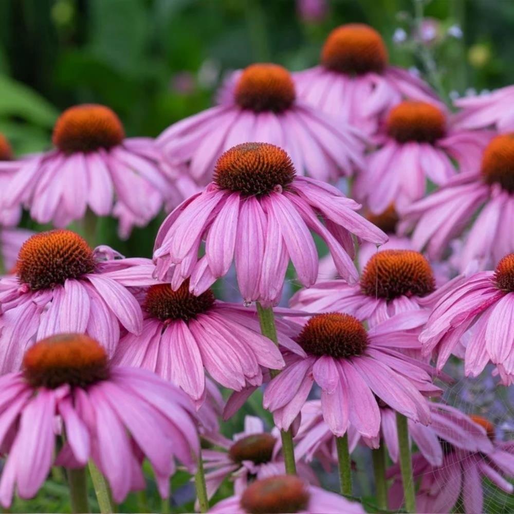 Echinacea Purpurea Pink and White 'Feeling Mix' X4