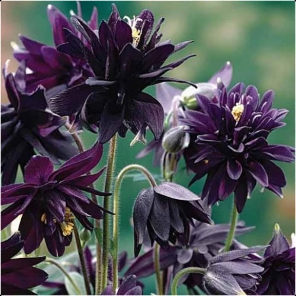 Aquilegia vulgaris VAR. stellata 'Black Barlow' X3