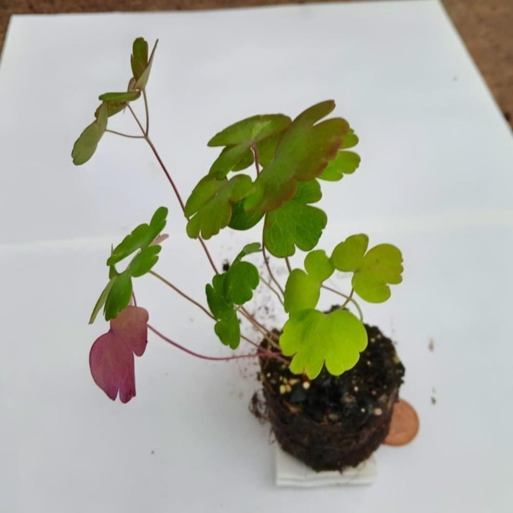 Aquilegia vulgaris VAR. stellata 'Black Barlow' X3