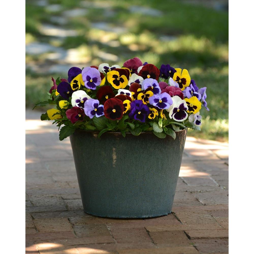 Pansy Matrix 'Blotch Mixed' X12