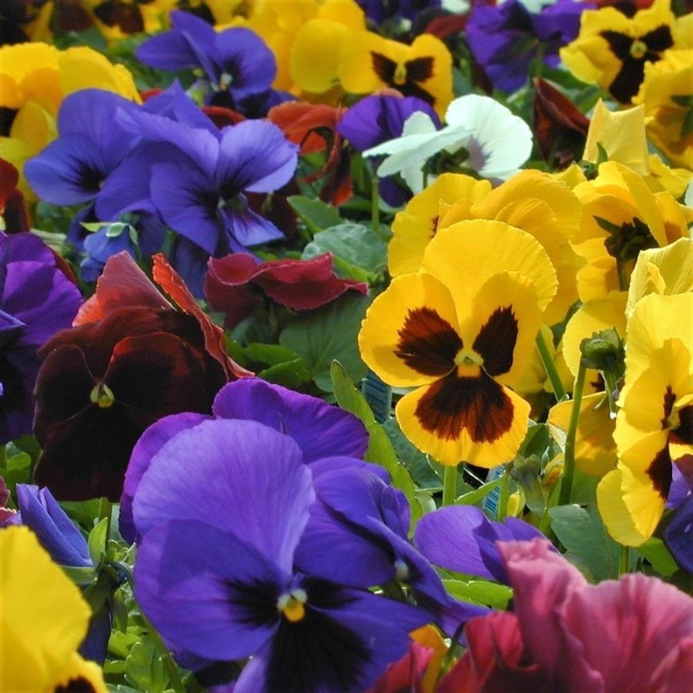 Pansy Matrix 'Blotch Mixed' X12