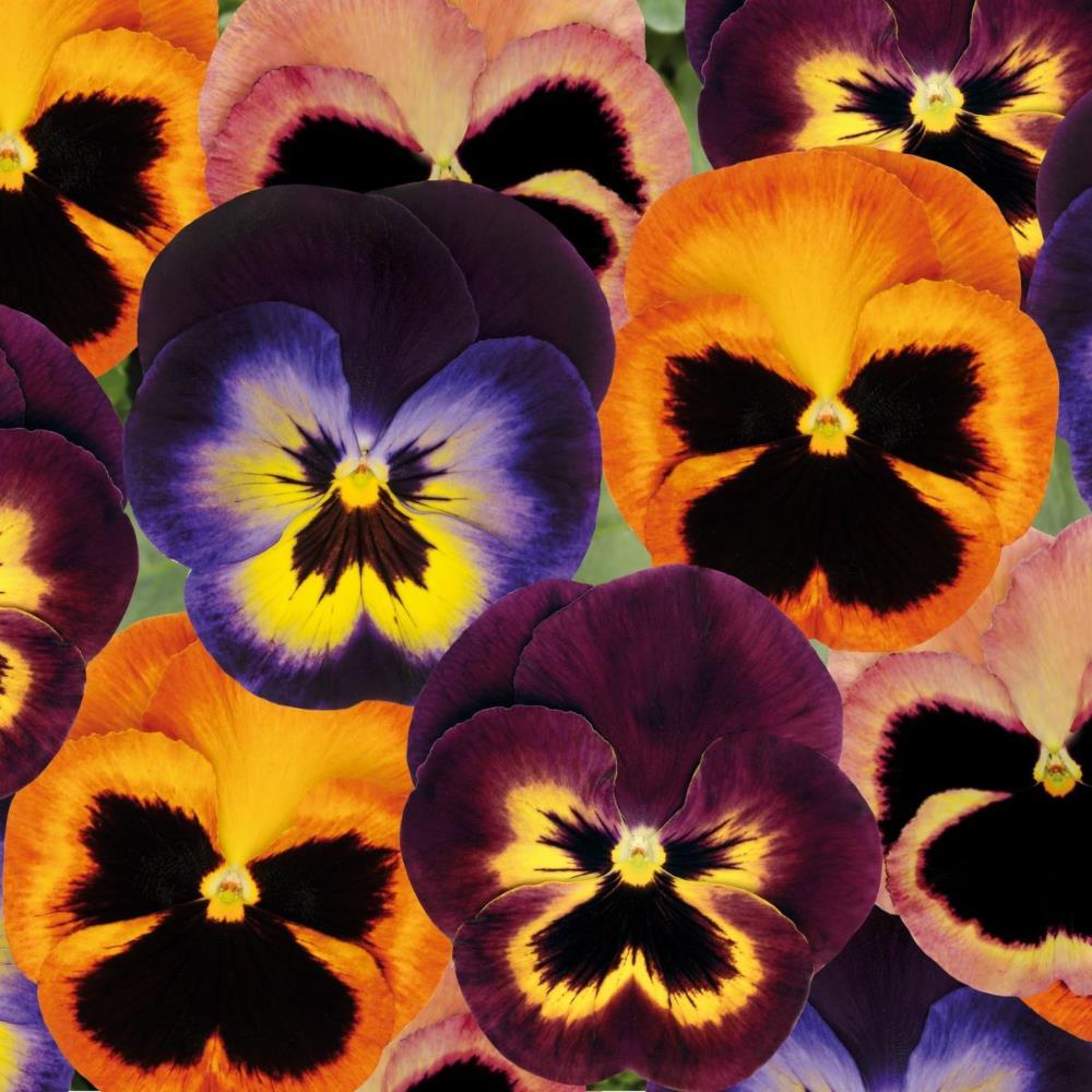 Pansy Matrix 'Northern Lights' X12