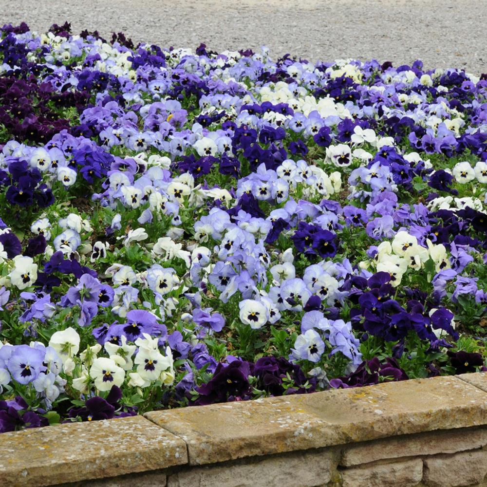 Pansy Matrix 'Ocean Breeze' X12