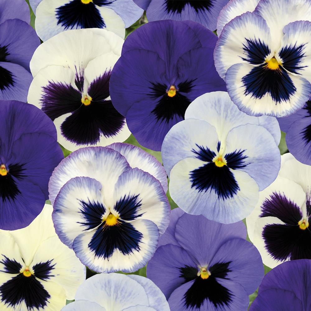 Pansy Matrix 'Ocean Breeze' X12
