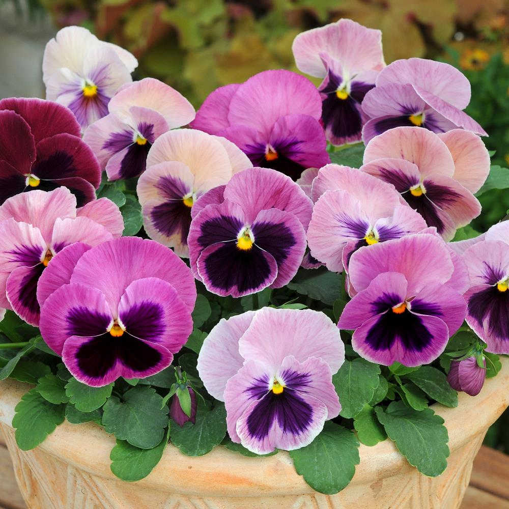 Pansy Matrix 'Pink Shades' X12