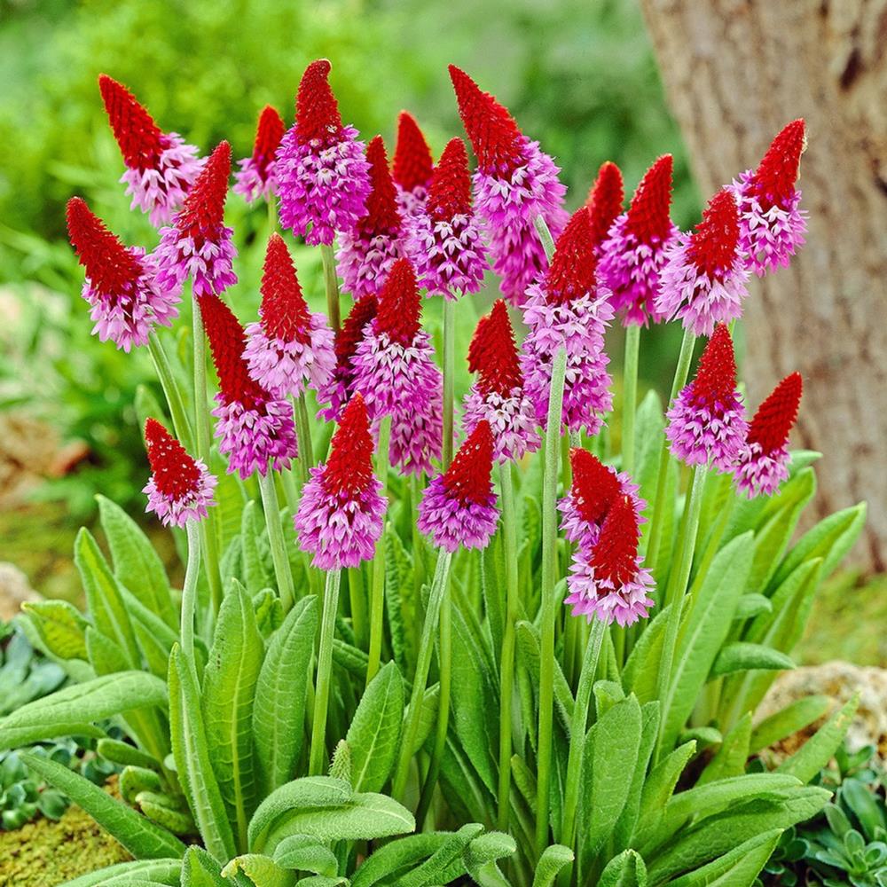Primula Vialii X5