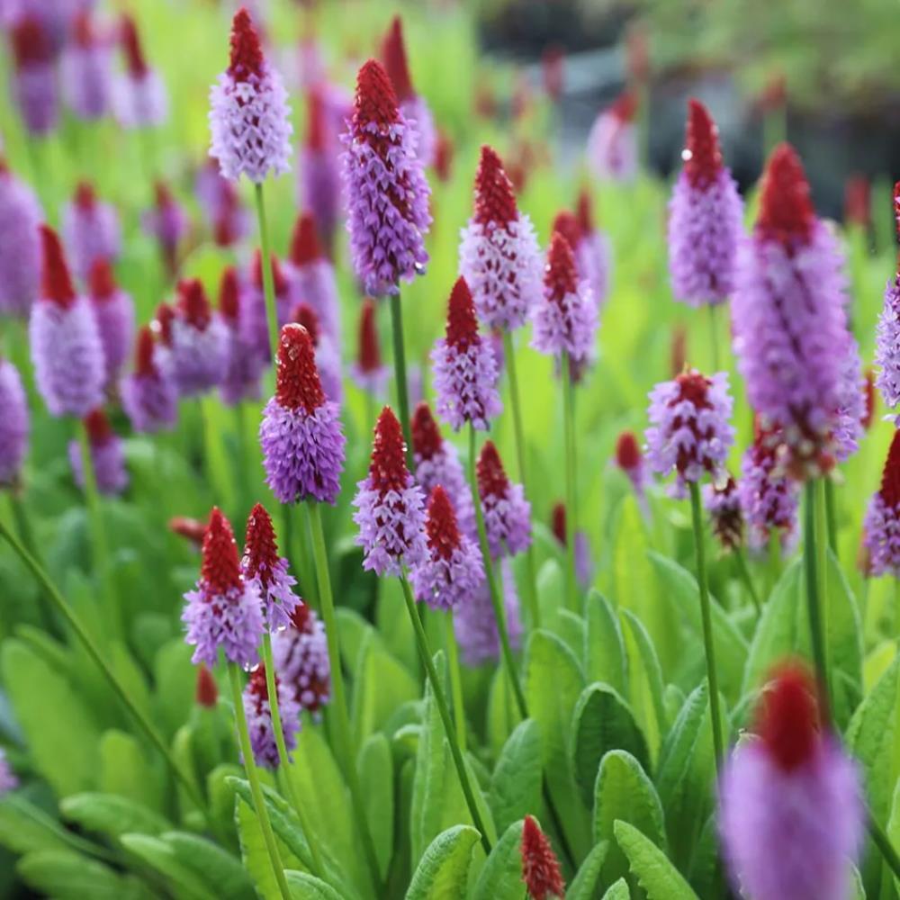 Primula Vialii X5