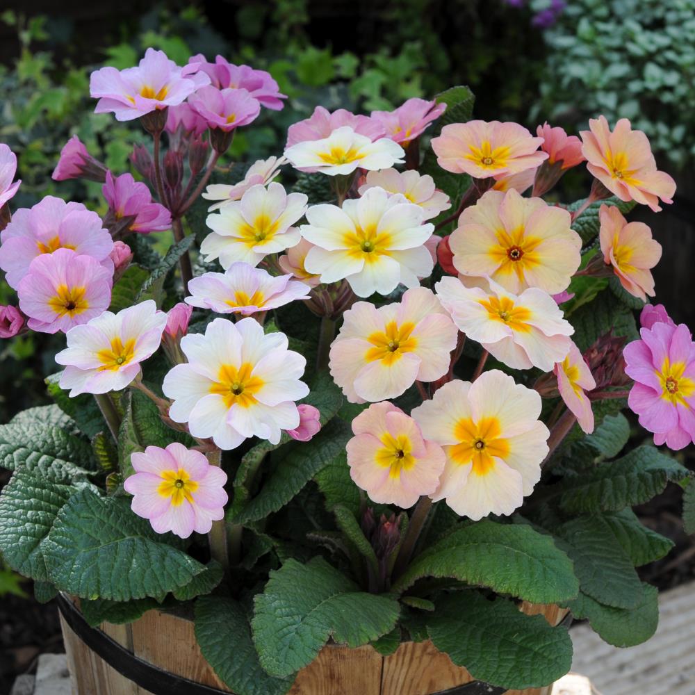 Primula Polyanthus 'Stella Champagne' X12