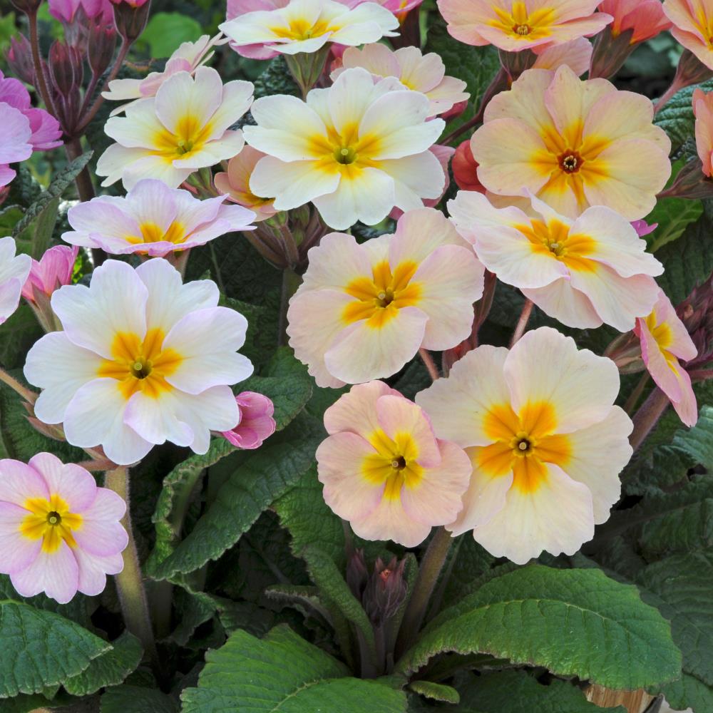 Primula Polyanthus 'Stella Champagne' X12