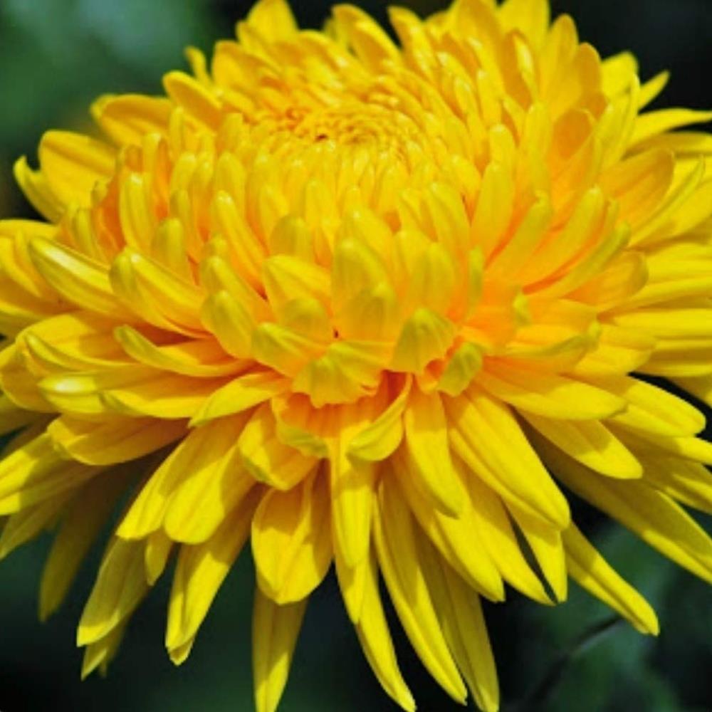 Chrysanthemum 'Allouise Yellow' X6