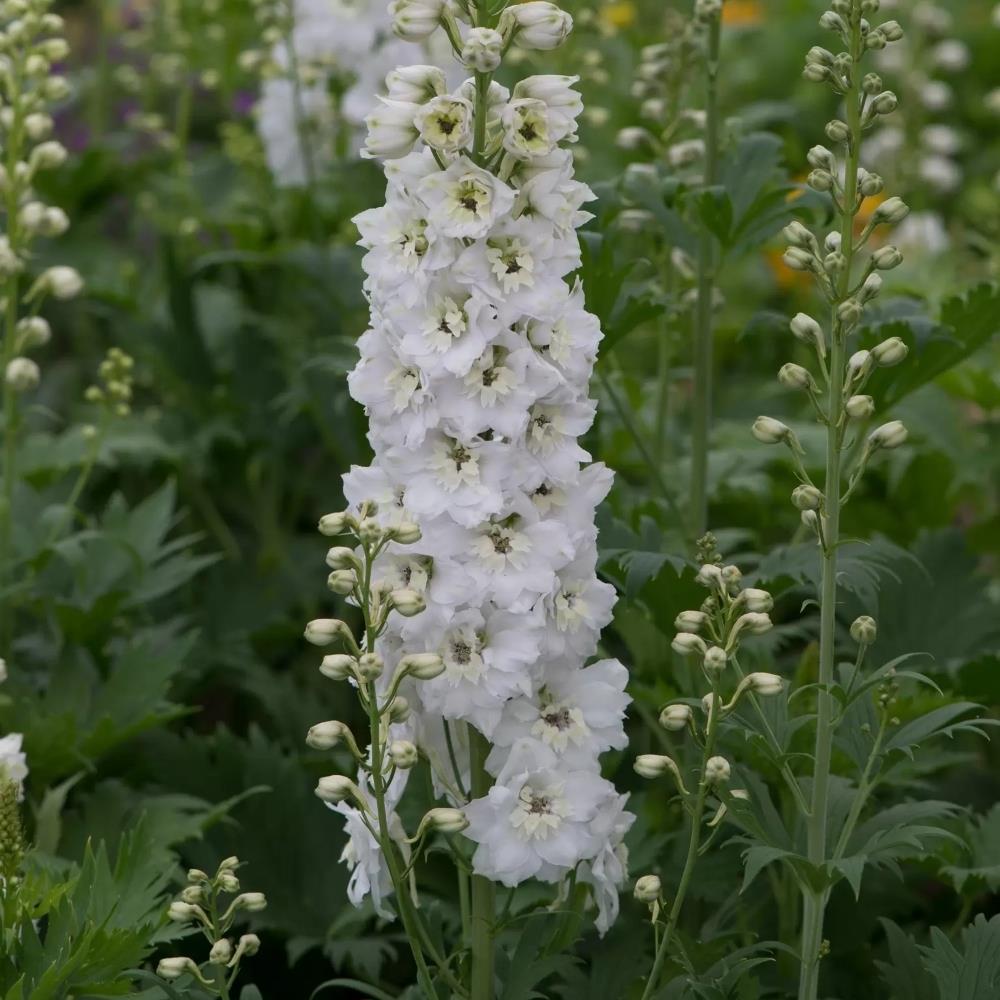 Delphinium x Cultorum Magic Fountain 'Pure White' X6