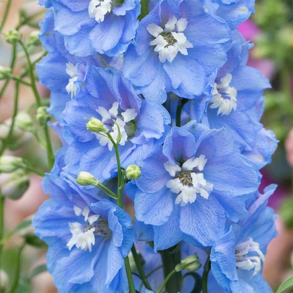 Delphinium Magic Fountains Sky Blue/White Bee X6