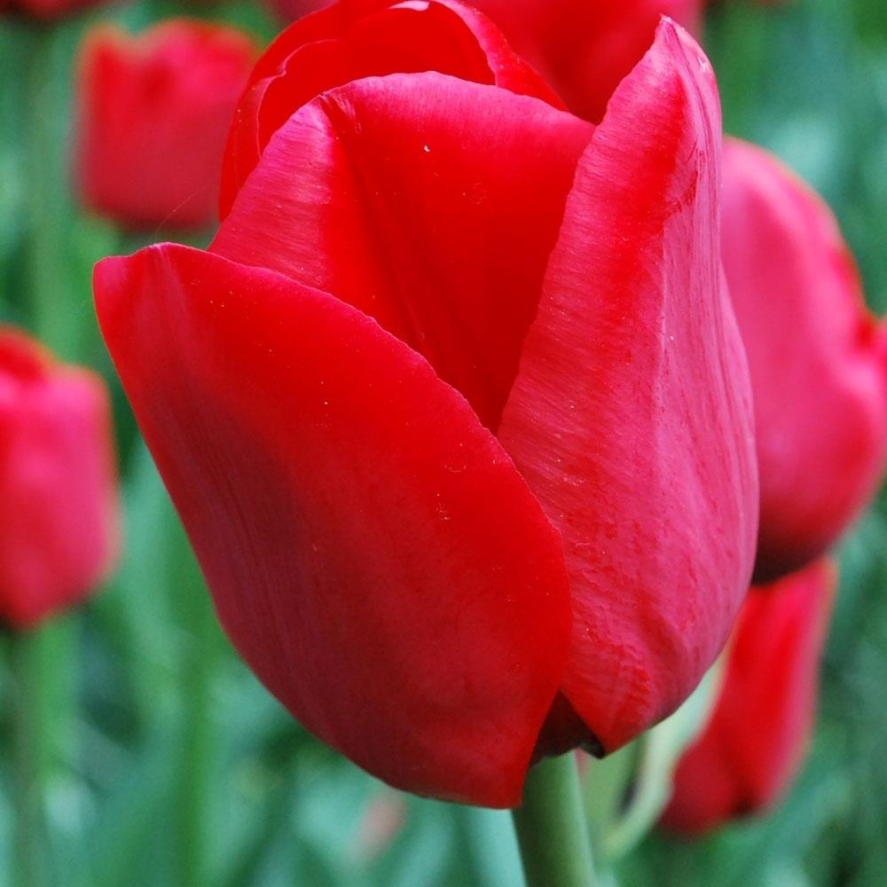 Tulip 'ile De France' Red Tulips