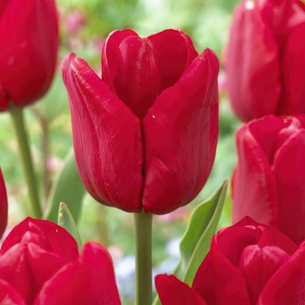 Tulip 'ile De France' Red Tulips