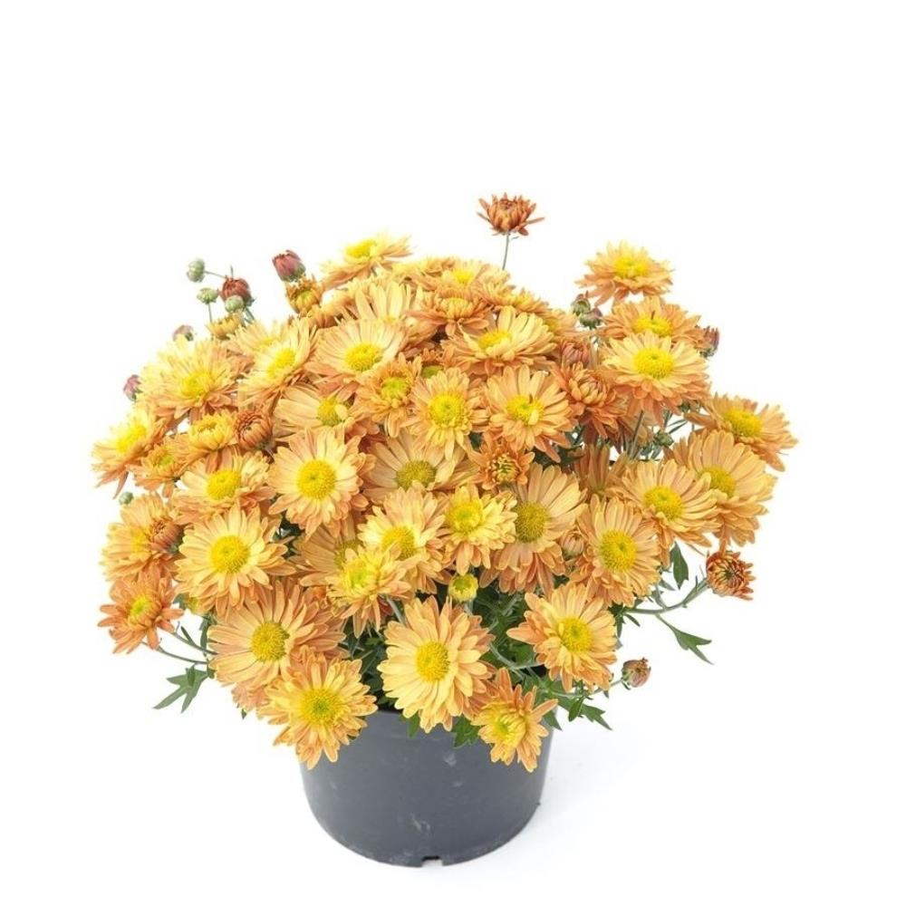 Chrysanthemum 'Poppins Apricot' X5