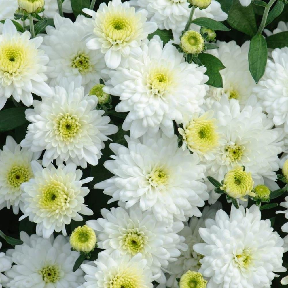 Chrysanthemum Poppins X6