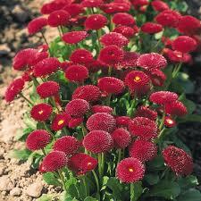 Bellis Perennis 'Tasso Red' X12
